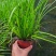 金叶石菖蒲基地直销金叶石菖蒲价格金叶石菖蒲杯苗
