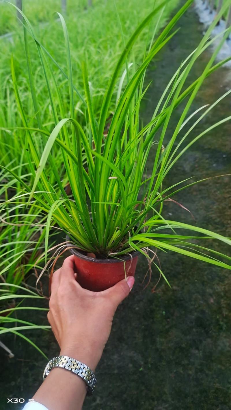 金叶石菖蒲基地直销金叶石菖蒲价格金叶石菖蒲杯苗