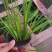 金叶石菖蒲基地直销金叶石菖蒲价格金叶石菖蒲杯苗
