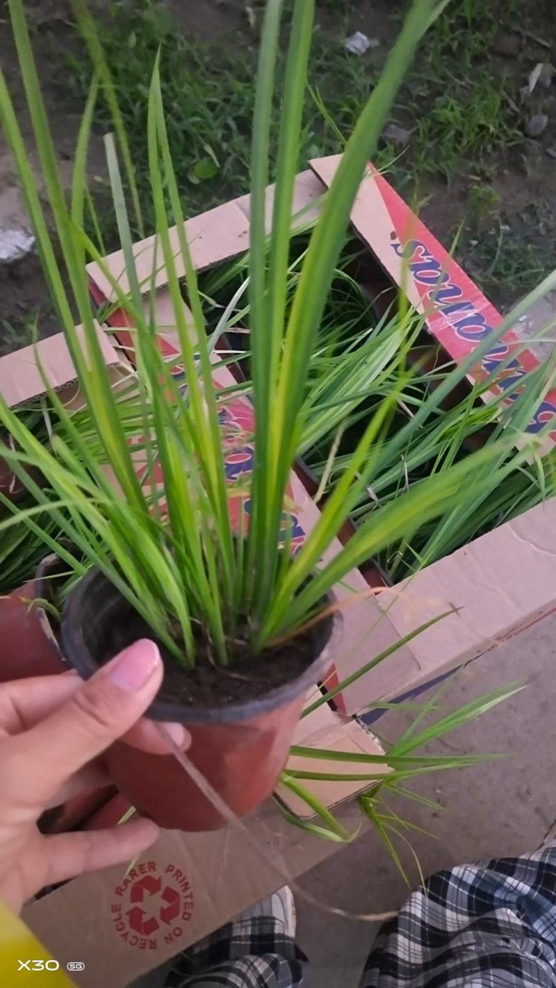 金叶石菖蒲基地直销金叶石菖蒲价格金叶石菖蒲杯苗