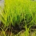 金叶石菖蒲基地直销金叶石菖蒲价格金叶石菖蒲杯苗