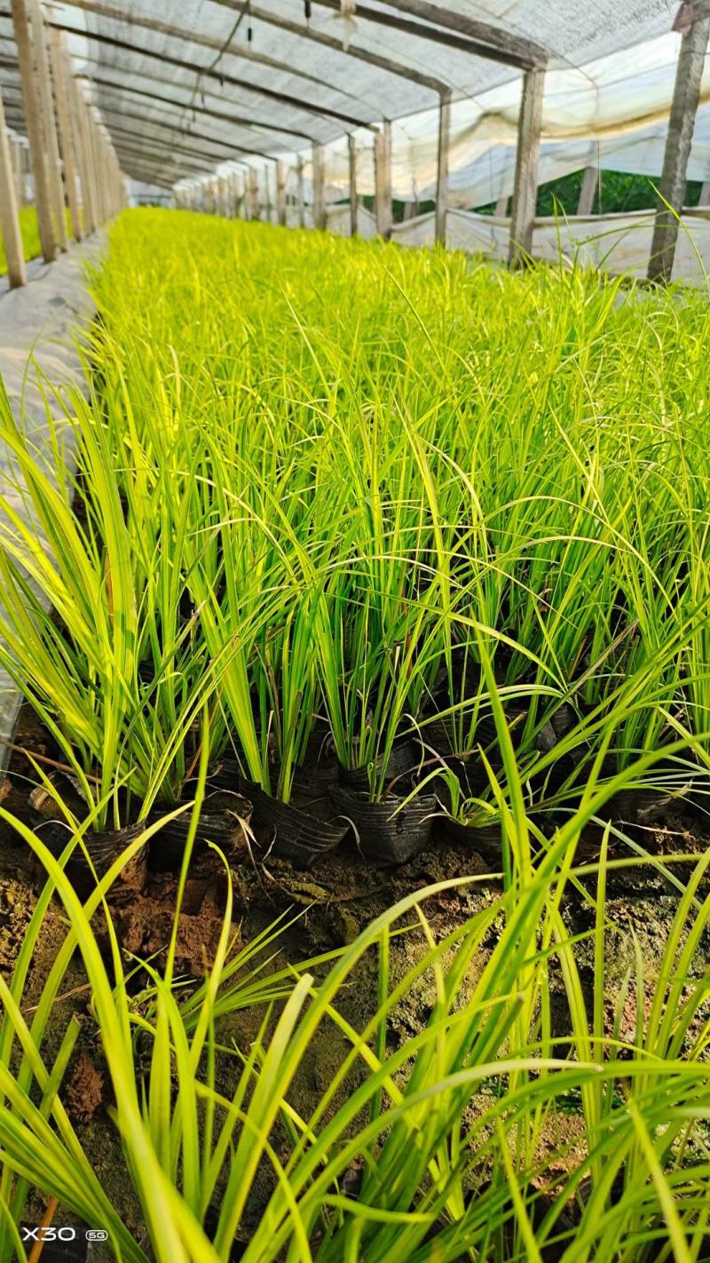 金叶石菖蒲基地直销金叶石菖蒲价格金叶石菖蒲杯苗