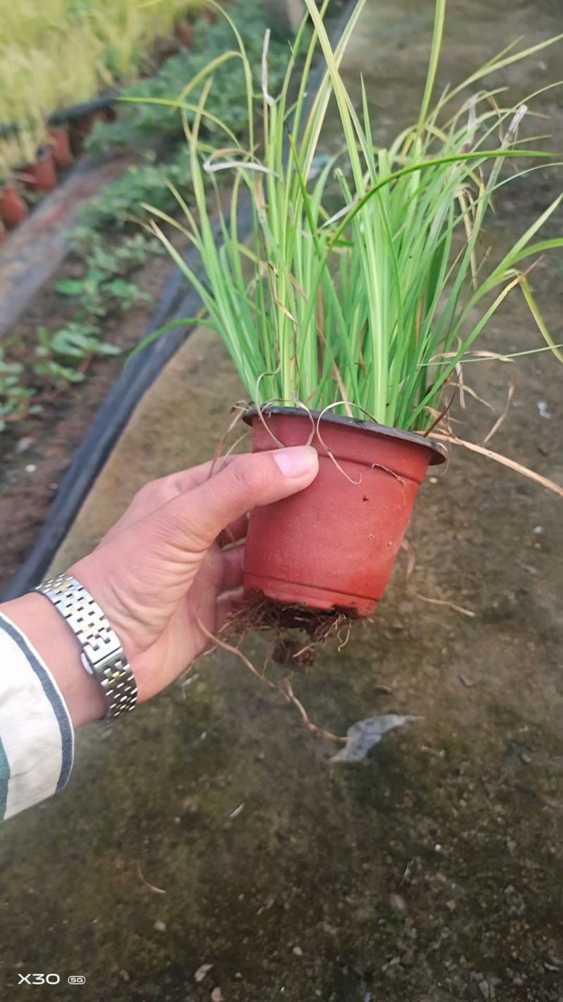 金叶石菖蒲基地直销金叶石菖蒲价格金叶石菖蒲杯苗