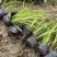 金叶石菖蒲基地直销金叶石菖蒲价格金叶石菖蒲杯苗