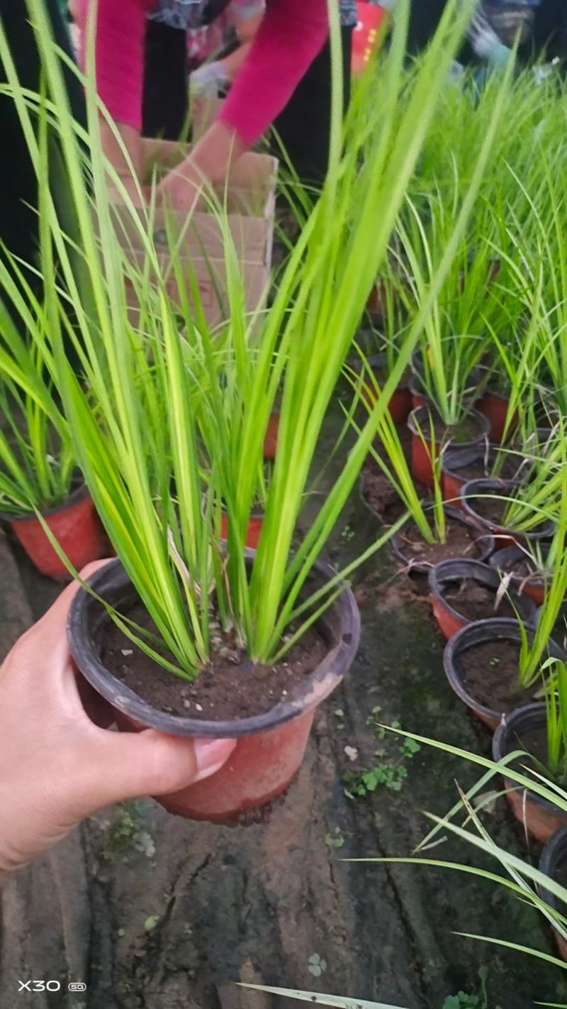 金叶石菖蒲基地直销金叶石菖蒲价格金叶石菖蒲杯苗