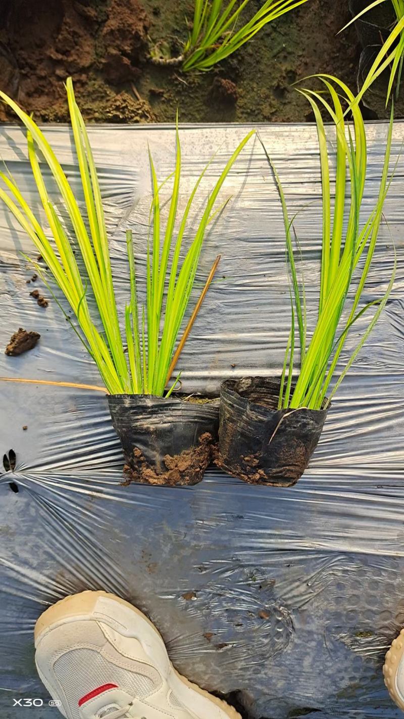 金叶石菖蒲基地直销金叶石菖蒲价格金叶石菖蒲杯苗
