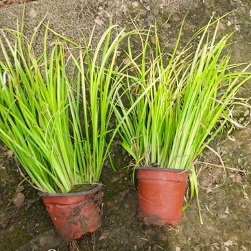 金叶石菖蒲基地直销金叶石菖蒲价格金叶石菖蒲杯苗