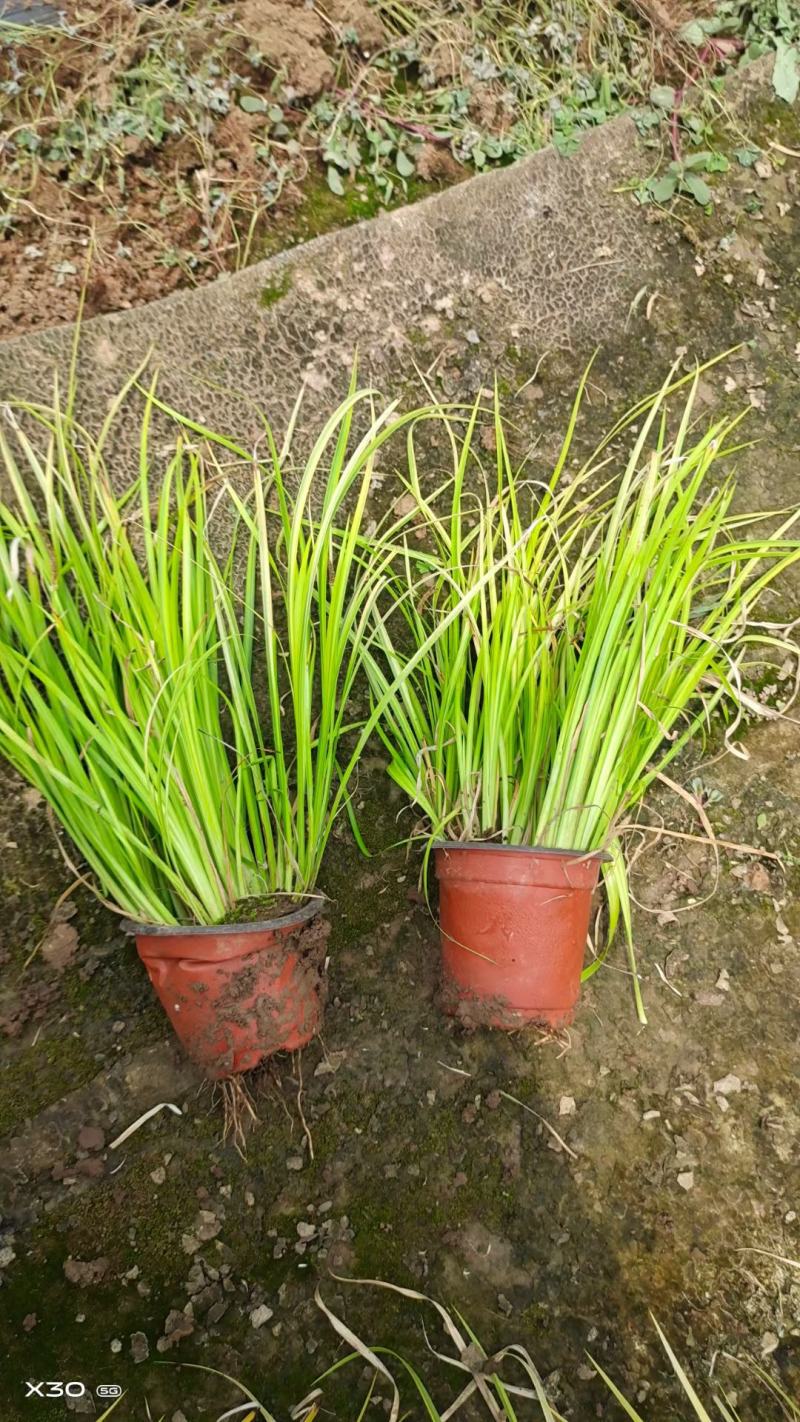 金叶石菖蒲基地直销金叶石菖蒲价格金叶石菖蒲杯苗