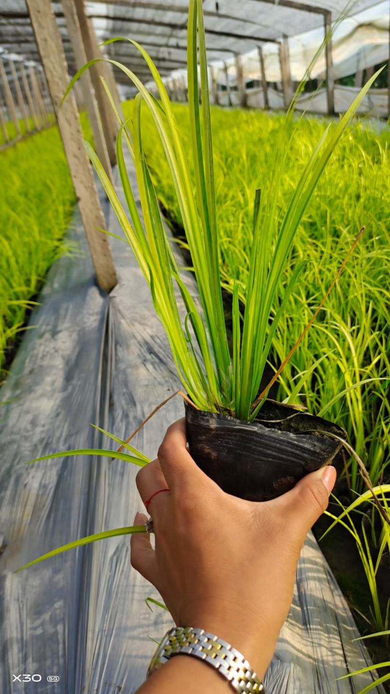 金叶石菖蒲基地直销金叶石菖蒲价格金叶石菖蒲杯苗