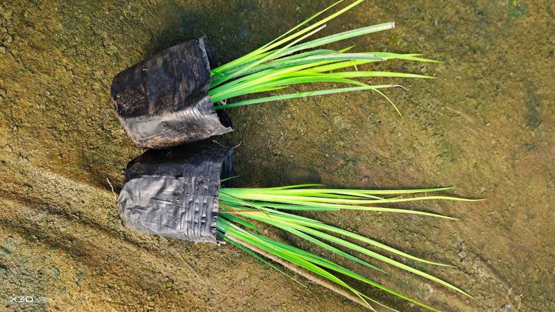 金叶石菖蒲基地直销金叶石菖蒲价格金叶石菖蒲杯苗