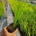 金叶石菖蒲基地直销金叶石菖蒲价格金叶石菖蒲杯苗