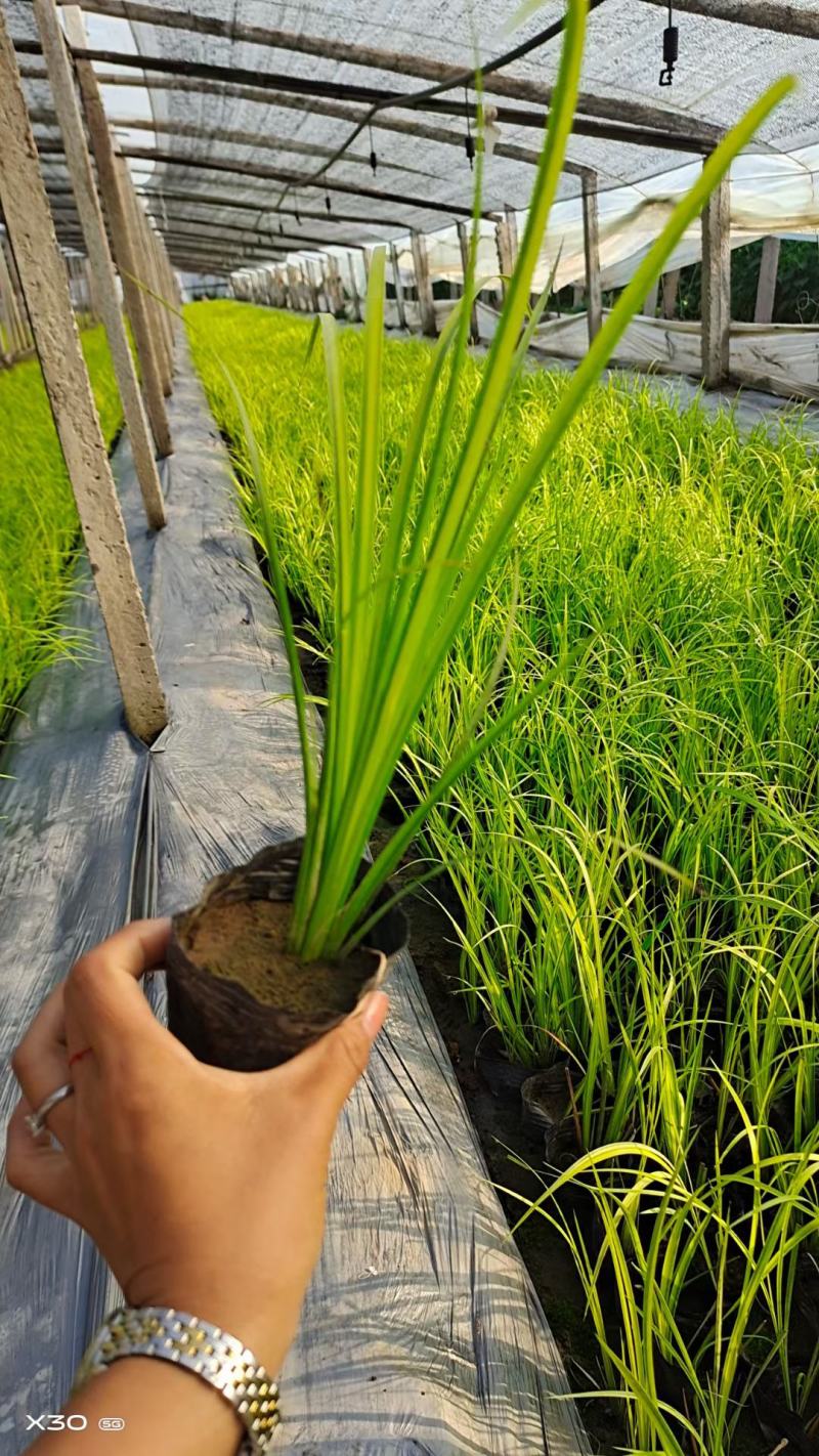 金叶石菖蒲基地直销金叶石菖蒲价格金叶石菖蒲杯苗