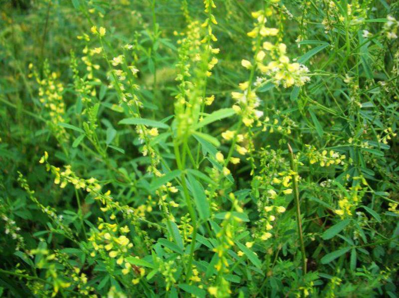 草木樨草木犀种子铁扫把黄花苜蓿种籽蜜源植物牧草型绿肥