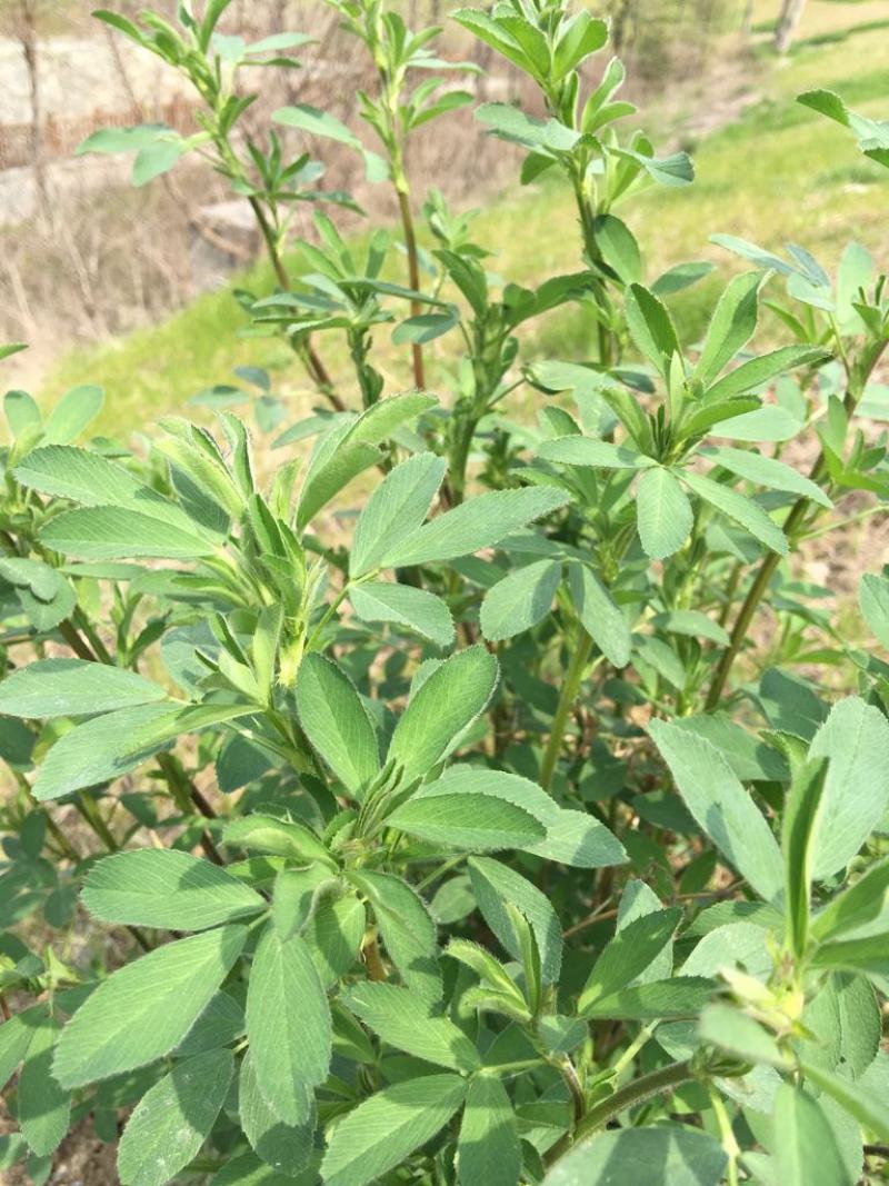 草木樨草木犀种子铁扫把黄花苜蓿种籽蜜源植物牧草型绿肥