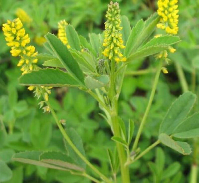 草木樨草木犀种子铁扫把黄花苜蓿种籽蜜源植物牧草型绿肥