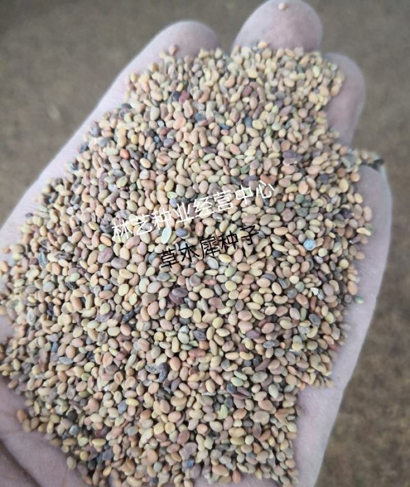 草木樨草木犀种子铁扫把黄花苜蓿种籽蜜源植物牧草型绿肥