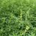 草木樨草木犀种子铁扫把黄花苜蓿种籽蜜源植物牧草型绿肥