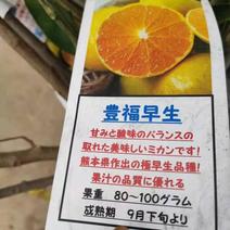日本新品种柑橘早熟丰福早生蜜桔嫁接枝条(穗条)