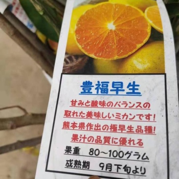 日本新品种柑橘早熟丰福早生蜜桔嫁接枝条(穗条)