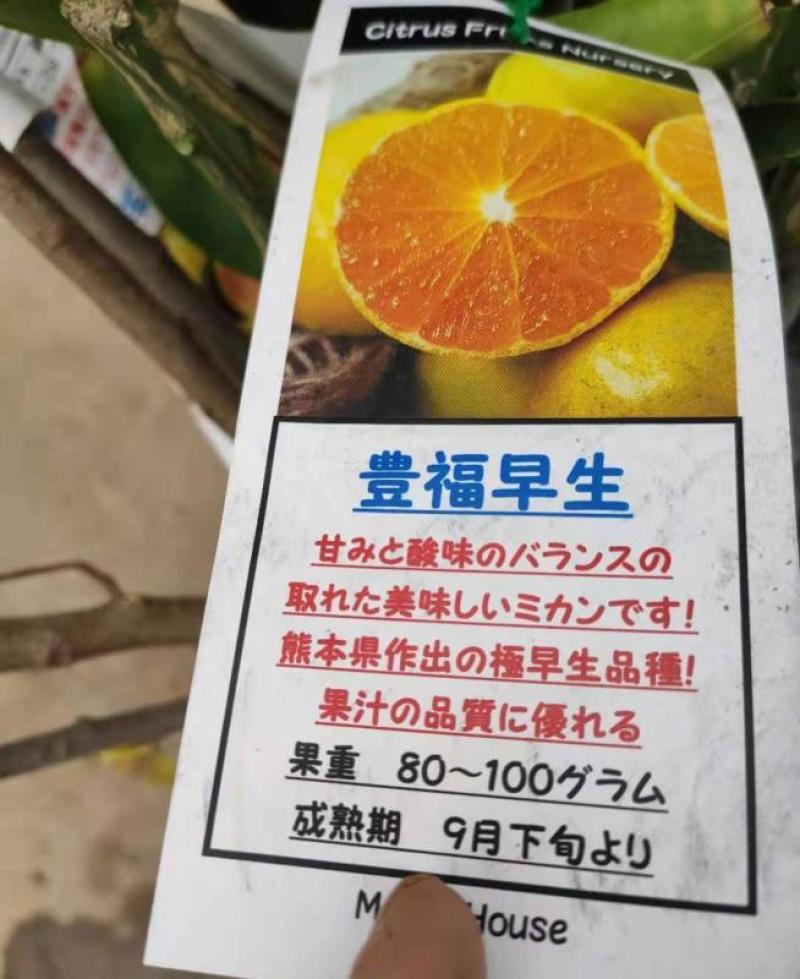 日本新品种柑橘早熟丰福早生蜜桔嫁接枝条(穗条)