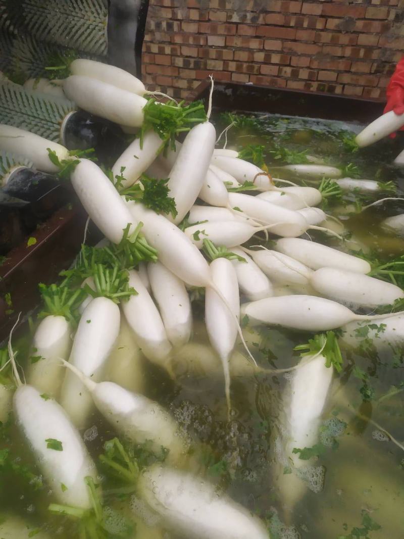 优质606.301白萝卜