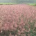 糖蜜草种子牧草种子正宗优质糖蜜草种子家禽饲料防沙固土草种