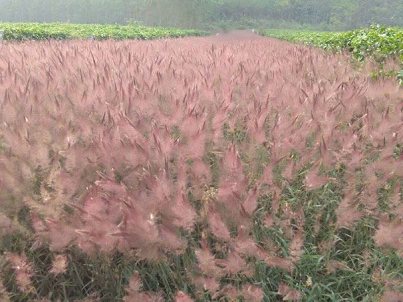 糖蜜草种子牧草种子正宗优质糖蜜草种子家禽饲料防沙固土草种