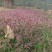 糖蜜草种子牧草种子正宗优质糖蜜草种子家禽饲料防沙固土草种