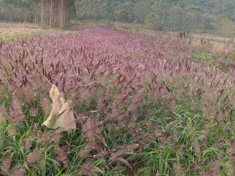 糖蜜草种子牧草种子正宗优质糖蜜草种子家禽饲料防沙固土草种