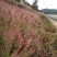 糖蜜草种子牧草种子正宗优质糖蜜草种子家禽饲料防沙固土草种