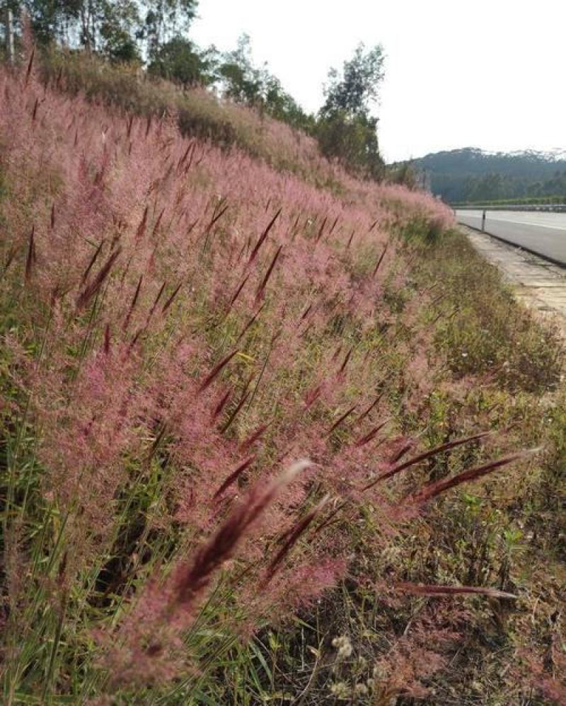 糖蜜草种子牧草种子正宗优质糖蜜草种子家禽饲料防沙固土草种