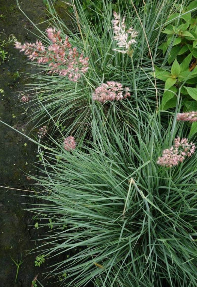 糖蜜草种子牧草种子正宗优质糖蜜草种子家禽饲料防沙固土草种