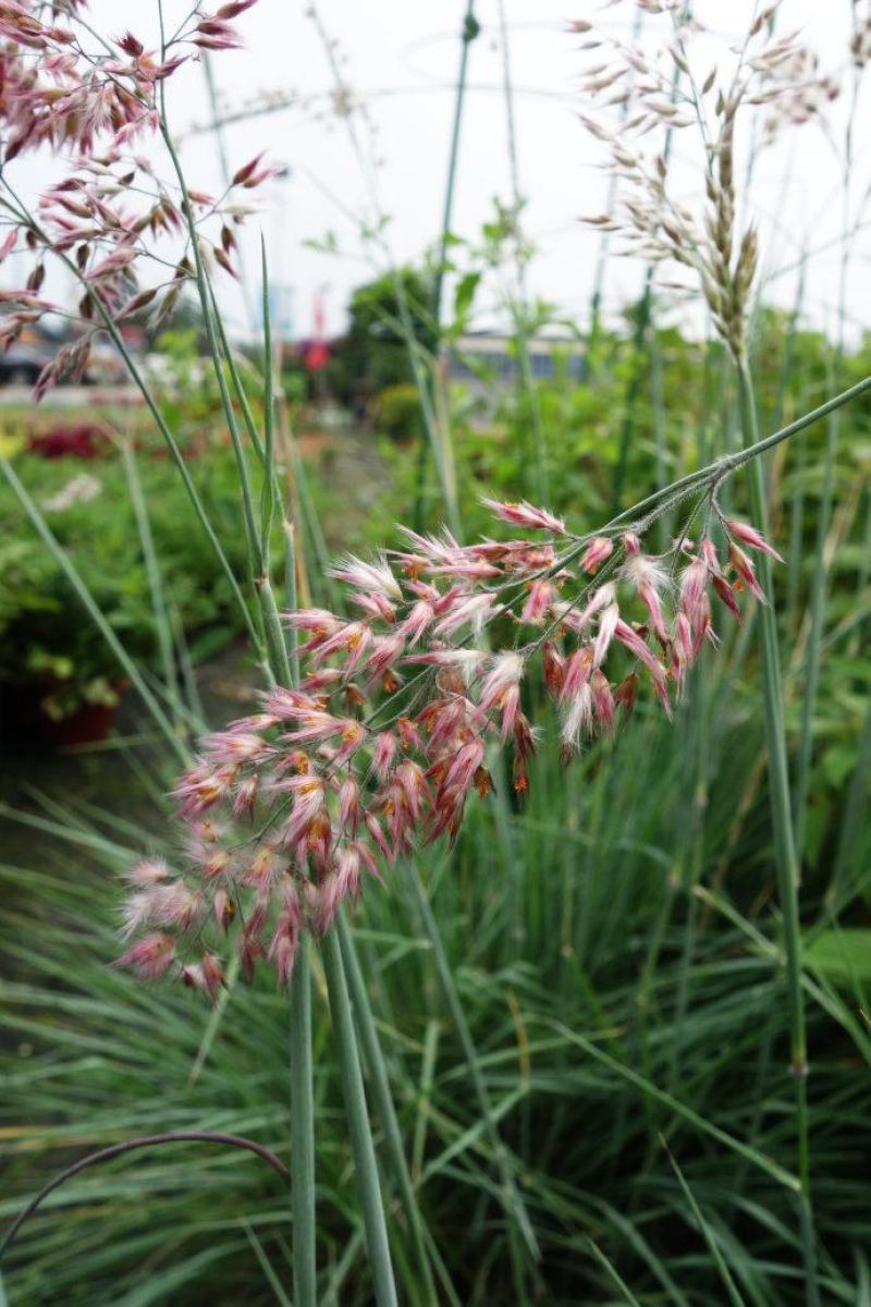 糖蜜草种子牧草种子正宗优质糖蜜草种子家禽饲料防沙固土草种