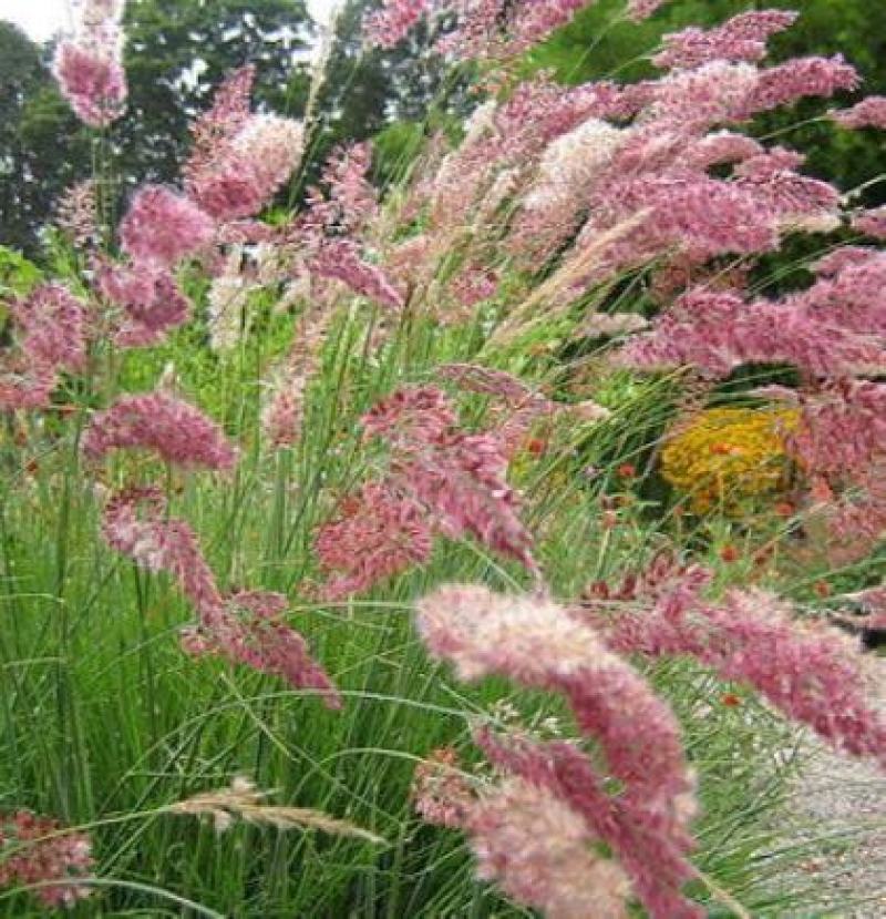 糖蜜草种子牧草种子正宗优质糖蜜草种子家禽饲料防沙固土草种