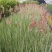 糖蜜草种子牧草种子正宗优质糖蜜草种子家禽饲料防沙固土草种