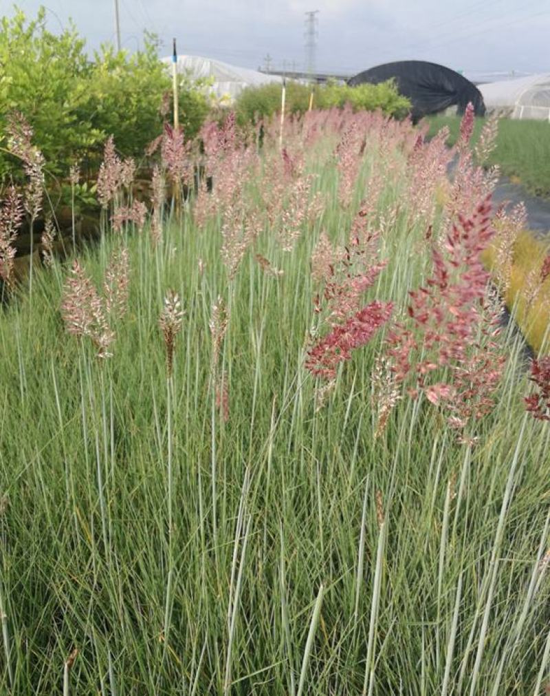 糖蜜草种子牧草种子正宗优质糖蜜草种子家禽饲料防沙固土草种