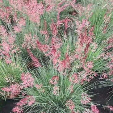 糖蜜草种子牧草种子正宗优质糖蜜草种子家禽饲料防沙固土草种