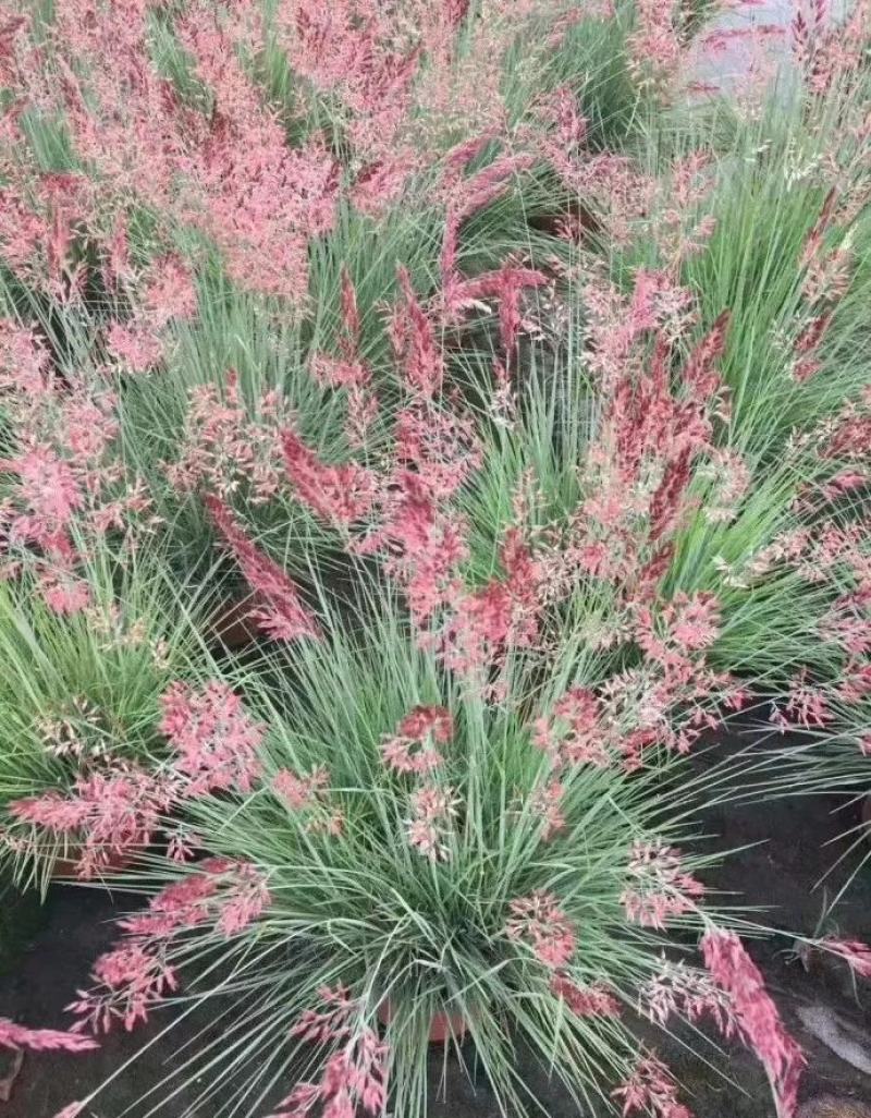 糖蜜草种子牧草种子正宗优质糖蜜草种子家禽饲料防沙固土草种