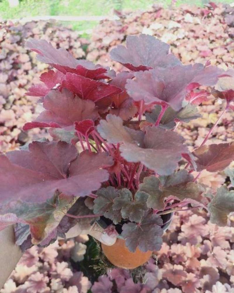 矾根绿植物盆栽大苗耐寒多色彩阳台花园庭院室内四季观叶花卉