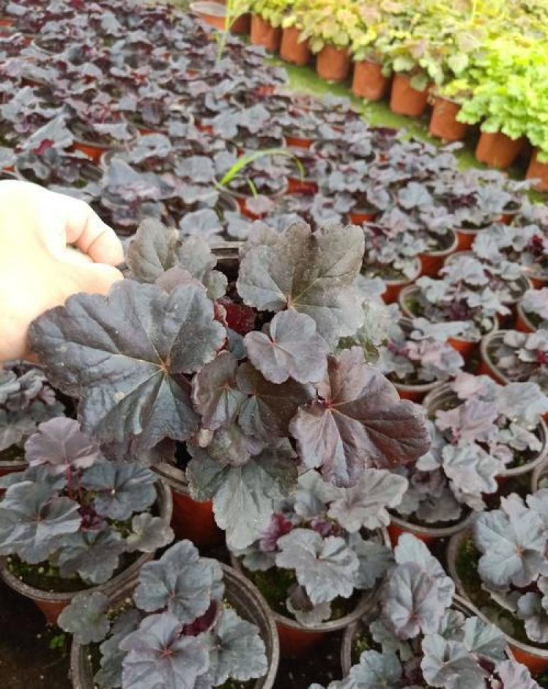 矾根绿植物盆栽大苗耐寒多色彩阳台花园庭院室内四季观叶花卉