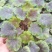 矾根绿植物盆栽大苗耐寒多色彩阳台花园庭院室内四季观叶花卉