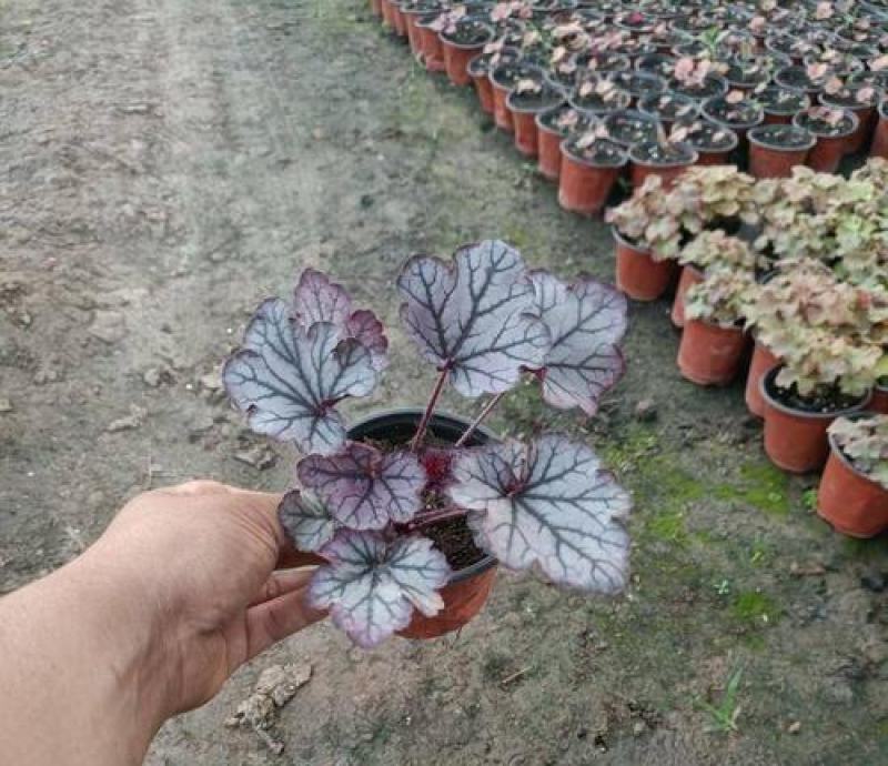 矾根绿植物盆栽大苗耐寒多色彩阳台花园庭院室内四季观叶花卉