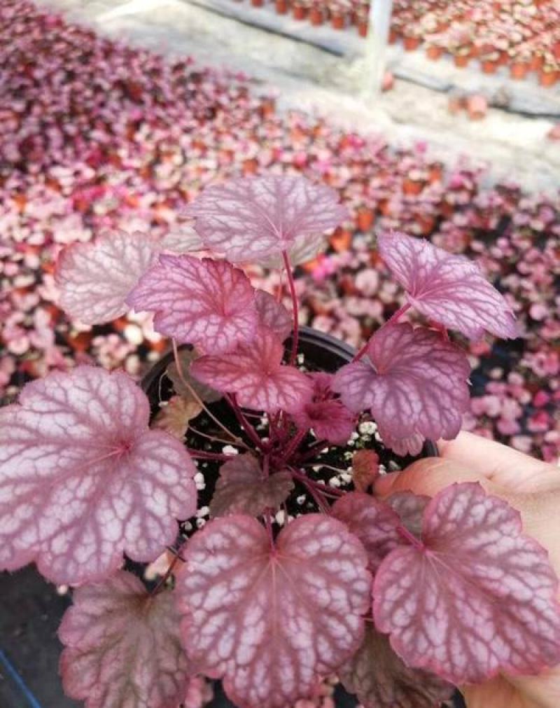 矾根绿植物盆栽大苗耐寒多色彩阳台花园庭院室内四季观叶花卉