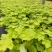 矾根绿植物盆栽大苗耐寒多色彩阳台花园庭院室内四季观叶花卉