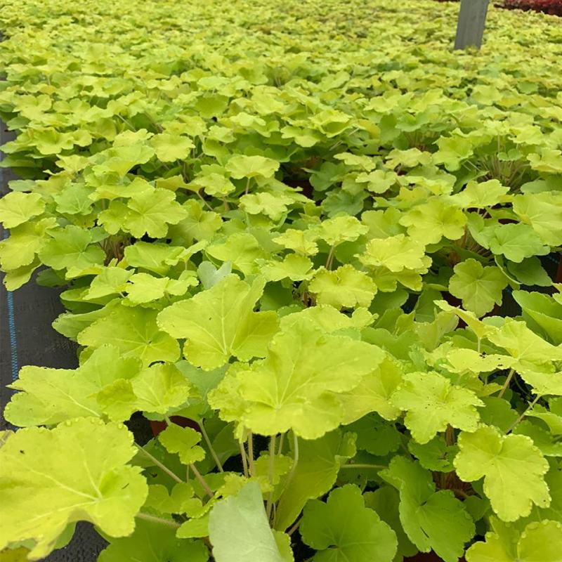 矾根绿植物盆栽大苗耐寒多色彩阳台花园庭院室内四季观叶花卉