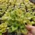 矾根绿植物盆栽大苗耐寒多色彩阳台花园庭院室内四季观叶花卉