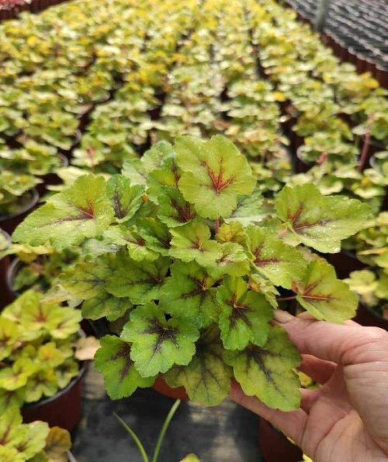 矾根绿植物盆栽大苗耐寒多色彩阳台花园庭院室内四季观叶花卉