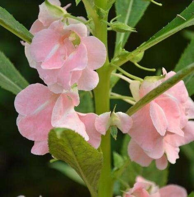 凤仙花种子花草植物盆栽花卉好养室外花种子四季室内易活种子