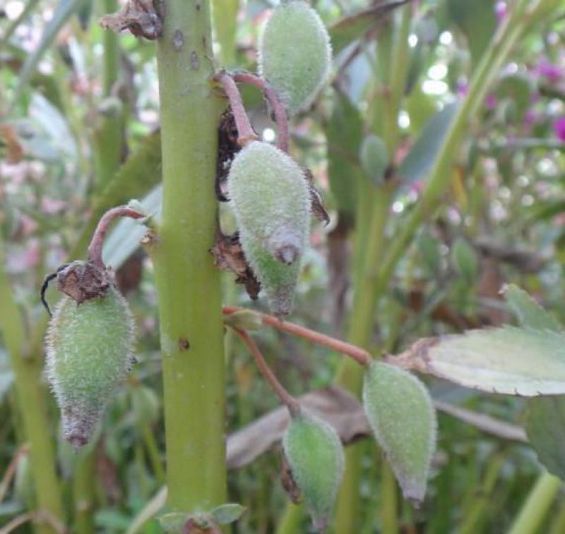 凤仙花种子花草植物盆栽花卉好养室外花种子四季室内易活种子