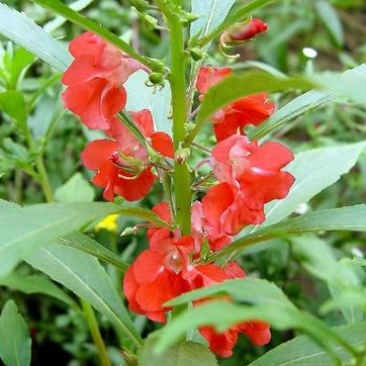 凤仙花种子花草植物盆栽花卉好养室外花种子四季室内易活种子